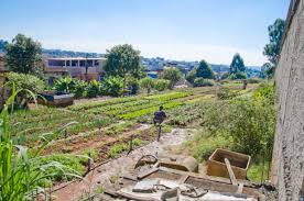 urban land into community gardens