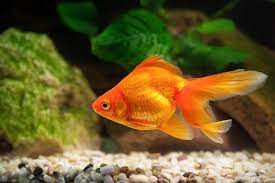 can goldfish eat tropical fish food