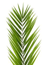 palm frond leaf pure botanical frond