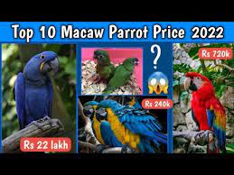 top 10 macaw parrot 2022 you