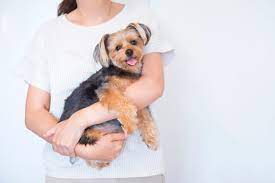 犬が抱っこを嫌がる理由とは？正しい抱き方や苦手な場合の対処法 - COCOペットジャーナル