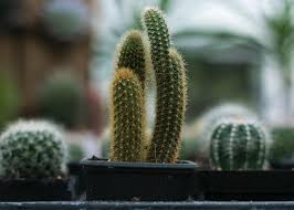 san pedro kaktusz eladó