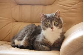 protect leather furniture from cats