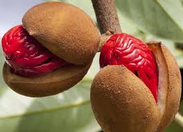 Buah pala merupakan buah yang langka dan tidak mudah untuk ditemukan di semua daerah di indonesia. Manfaat Buah Pala For Android Apk Download