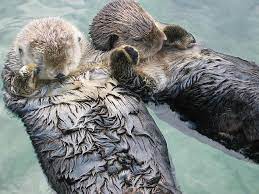 otters cute sea otter hd wallpaper
