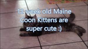 12 week old maine kittens are