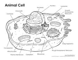 printable cell diagram labeled