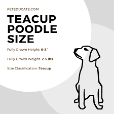 how big do teacup poodles get average