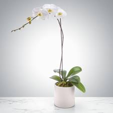 single stem orchid in san go ca