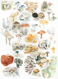 Edible Mushroom Chart A5 Card Camilla Seddon Art