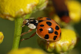 Asian Lady Beetle Space For Life