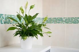Bathroom Plant Ideas That Will Brighten