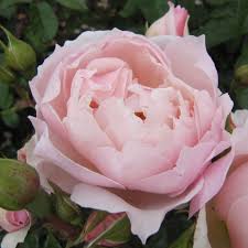 The Generous Gardener Rose Pink