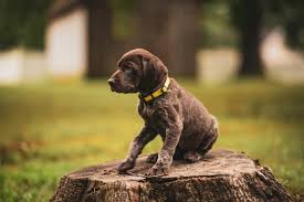 german shorthaired pointer puppy