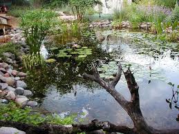 How To Build A Backyard Pond Ponds