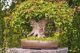 anese maple bonsai