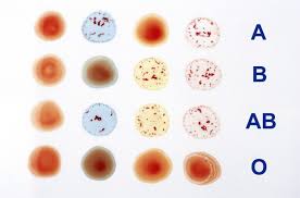 American Red Cross Introduces Blood Typing To Human Anatomy