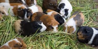 Guinea Pigs Live Outside Temperature