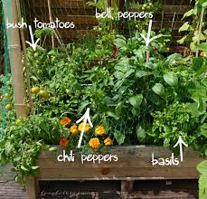 container gardening easy vegetables to