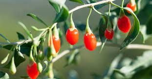 goji berries nutrition benefits and