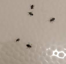 tiny bugs in bathroom common bathroom