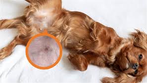 can dogs get pimples what you need to