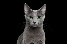 We did not find results for: Choosing A Russian Blue Petplace