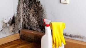 clean and get rid of mold