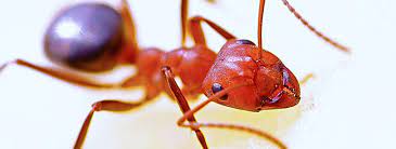 why diy fire ant treatments often fail