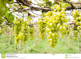 Image result for green grape photography