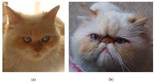 His beautiful, flowing coat, sweet face and calm personality have combined to make him the most popular cat breed. Animals Free Full Text Motivation Of Owners To Purchase Pedigree Cats With Specific Focus On The Acquisition Of Brachycephalic Cats Html
