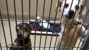 Adorable Dogs At Sac Co Shelter Want To Go Home With You