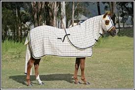white horse with neck hood rugs large