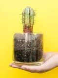 Can you break a piece of cactus off and replant?