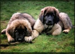 Feel free to browse hundreds of active classified puppy for sale listings, from dog breeders in pa and the surrounding areas. Leonberger Puppies Digital Art By Gun Legler