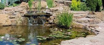 Pond Fish Friendly This Spring