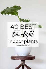 40 best indoor plants that don t need