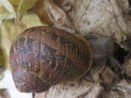 snail mating behavior gender sensory