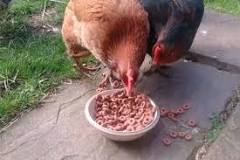 Can chickens eat cheerios?