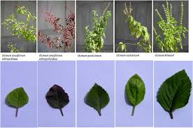 leaf morphology of five ocimum species