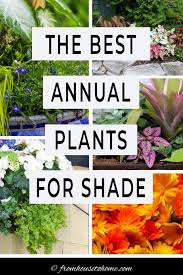 Best Shade Annuals 16 Flowers And