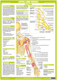 Upper Limb Nerve Chart Posterior Nerve Anatomy Upper