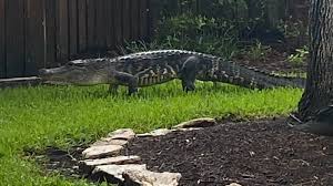 Alligator sighting: ABC13 viewer spots large reptile in the Colony Lakes  neighborhood before attempting to install windows - ABC13 Houston