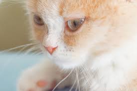 猫の鼻息が荒い場合の原因は？病気の可能性も？ | ペットショップ 犬の家&猫の里 | 子犬だけでなく子猫の情報もたくさん