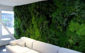 living walls vs preserved moss walls