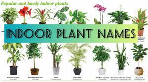 indoor plant names english beginner