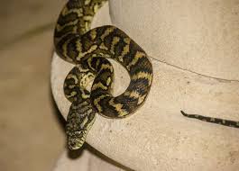 carpet python python australia