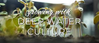 Growing With Deep Water Culture What