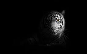 white tiger wallpaper 4k dark