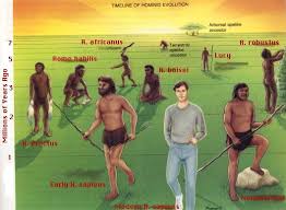 Hominid Microecos